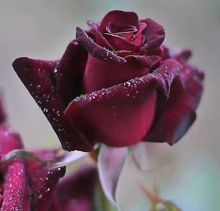 موسسه حقوقی و داوری دآدفرین